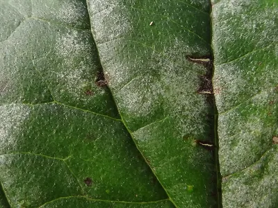 Erysiphe tortilis