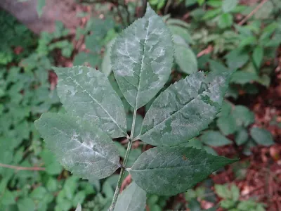 Erysiphe lonicerae