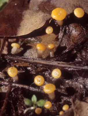 Vibrissea truncorum