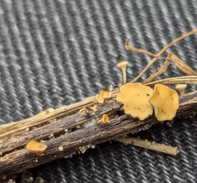 Hymenoscyphus scutula