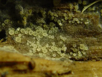 Arachnopeziza aurata