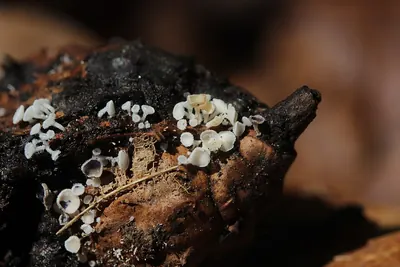 Lachnum virgineum