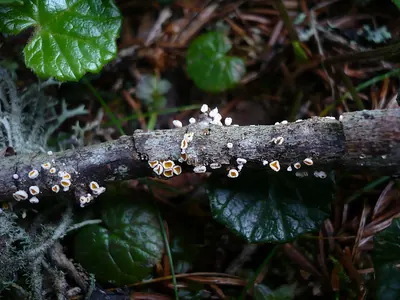 Capitotricha bicolor