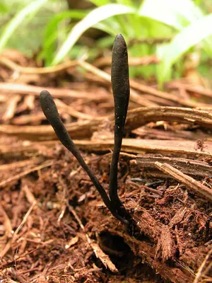 Geoglossum fallax