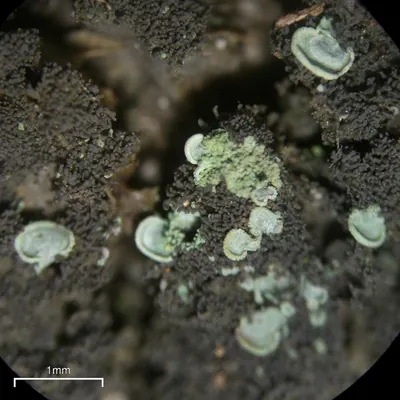 Clam lichen