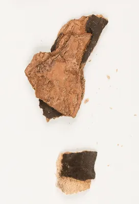 Cryptostroma corticale