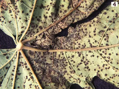 Asperisporium caricae