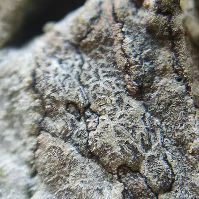Enterographa crassa
