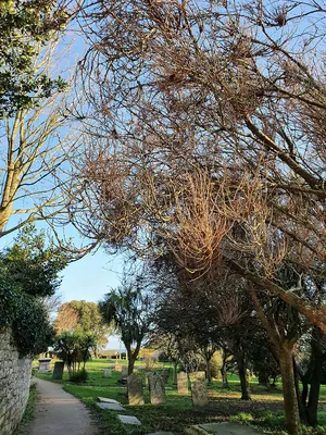 Taphrina wiesneri