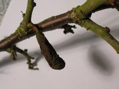 Taphrina pruni