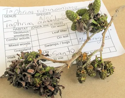 Taphrina robinsoniana
