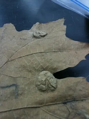 Taphrina caerulescens