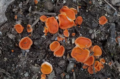 Pulvinula convexella