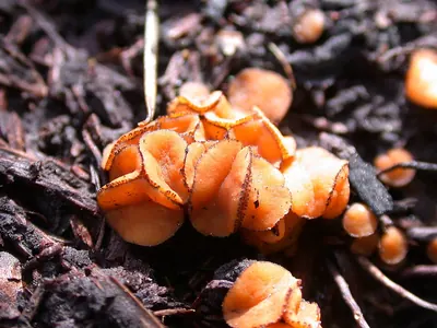 Anthracobia macrocystis