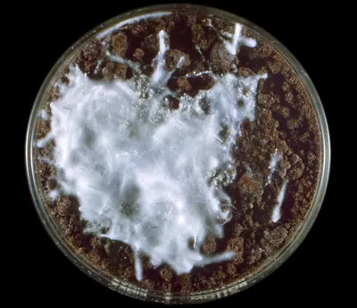 Trichophyton mentagrophytes