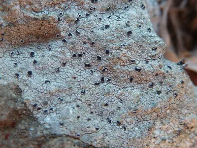 Disk lichen