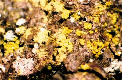 Eggyolk lichen