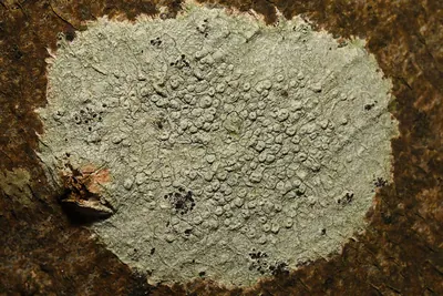 Pore lichen