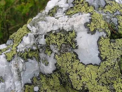 Yellow map lichen;   World map lichen