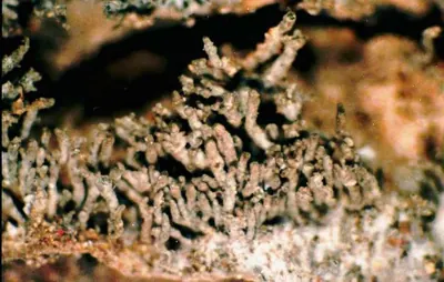 Coccocarpia lichen