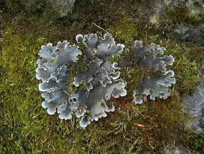 Felt lichen