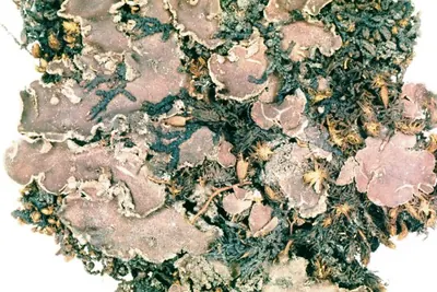 Felt lichen