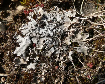Field dog-lichen; Felt lichen