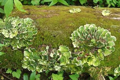 Arctic kidney lichen