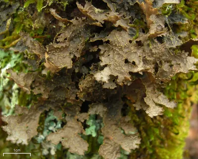 Pseudocyphellaria lichen