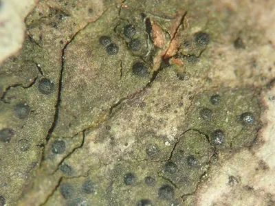 Pseudosagedia aenea