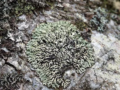 Honeycombed lichen