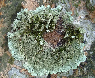 Peppered rock-shield
