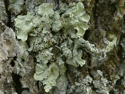 Punctelia