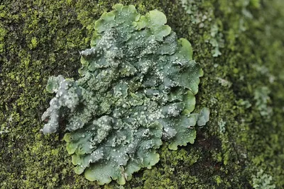 Punctelia jeckeri