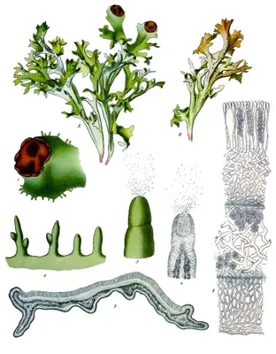Island cetraria lichen