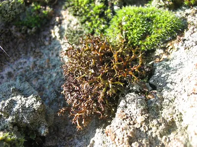 Cetraria aculeata