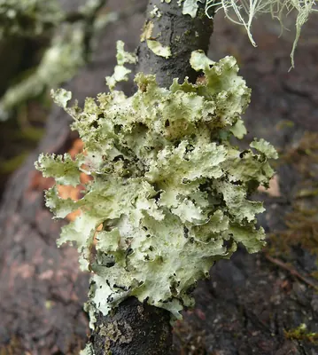 Ragged lichen