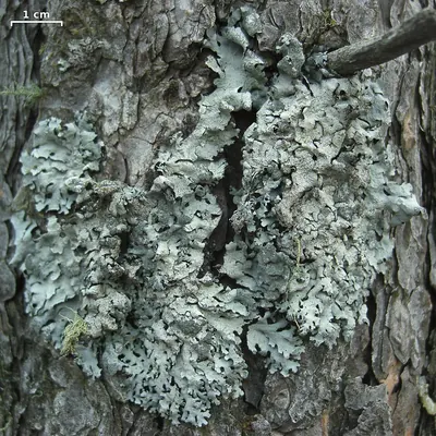 Hypotrachyna lichen
