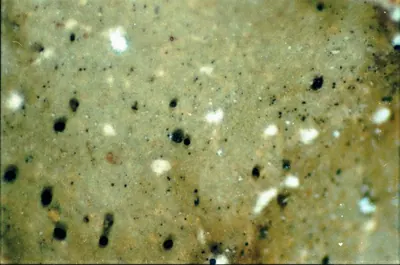 Speckled greenshield