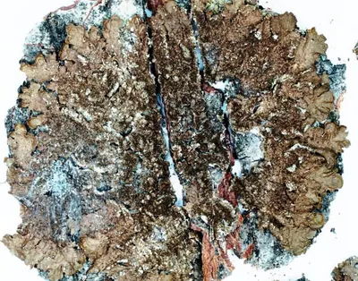 Abraded camouflage lichen