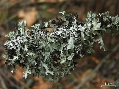 Tinted rag lichen