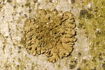 Ambiguous bran lichen