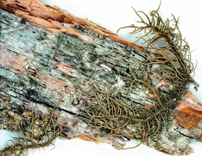 Beard lichen