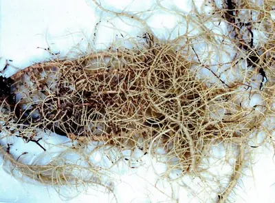 Beard lichen