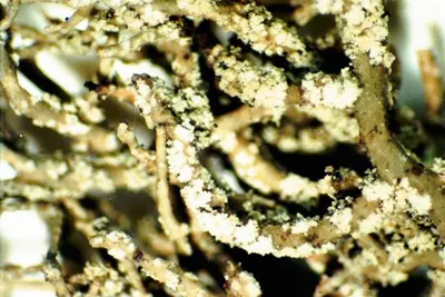 Bristly beard lichen; &nbsp; Shaggy beard lichen