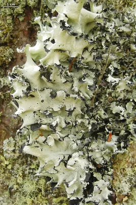 Arnold's parmotrema lichen