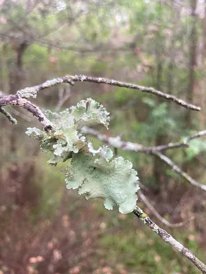 Parmotrema lichen