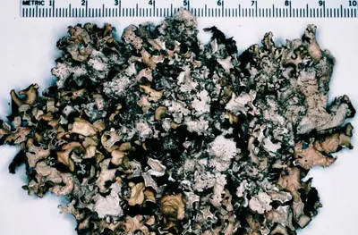 Parmotrema lichen