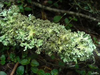 Melliss' parmotrema lichen