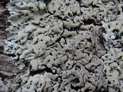 Tube lichen